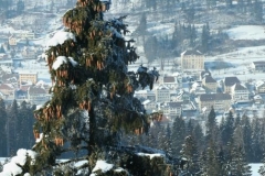 Stitched_002