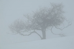 DSCN6009