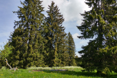 20170525_112715_HDR