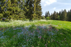 20170525_112823_HDR